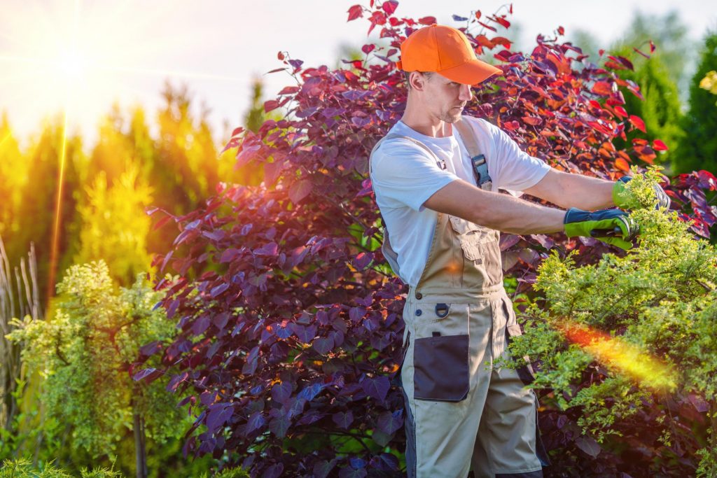 Bayside Mowing - About hedge trimming Brisbane