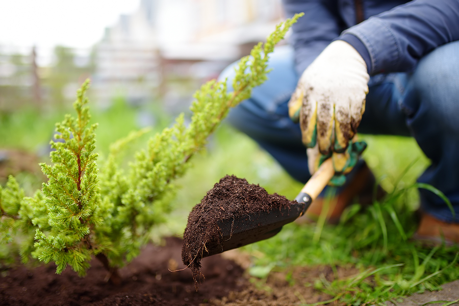 Gardener Planting Juniper Plants In The Yard. Seasonal Works In gardening brisbane