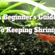 Shrimp Care Essentials for Beginners: Your Quick Guide