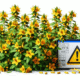 Herbal Interactions with Medications: Essential Insights for the UK