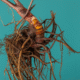 Menopause Supplements: Natural Solutions for Body Support