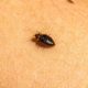 Identify, Treat, and Prevent Bed Bug Infestations