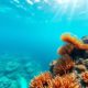Belize Barrier Reef Snorkeling: Best Sites and Wildlife