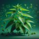 Nettle for Allergies: Australia’s Top Natural Solution