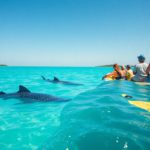 Whale Shark Tips for Swimming and Best Times in Belize