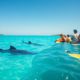 Whale Shark Tips for Swimming and Best Times in Belize