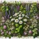 Herbal Remedies Basics for Australians: Your Essential Guide