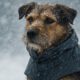 Weather-Resistant Gear for Pets: Top Essentials You Need