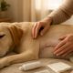 Spay Recovery Timeline: Essential Insights for Your Pets