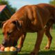 High-Protein Meals for Healthy, Energetic Dogs