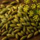 Fennel Seed Recipes for Genuine Italian and Indian Dishes