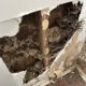 Termite Inspection Timing: Best Winter Tips for Sydney Homes