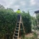 Low-Maintenance Hedging Plants Perfect for Newcastle Gardens