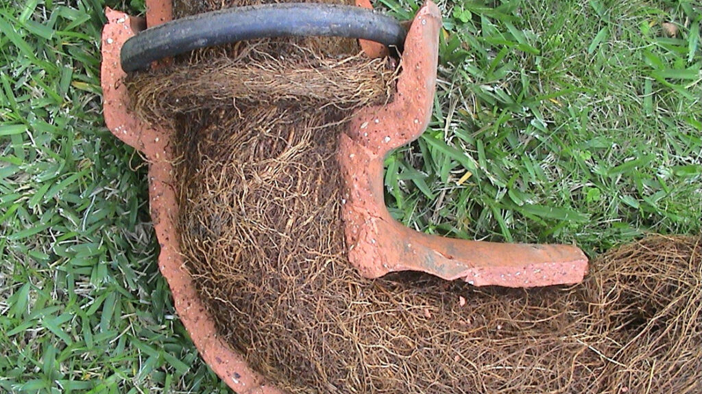 Tree Roots in Drains: Persistent Problems in Sutherland Shire