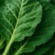 Collard Greens Recipe: Nutritious Slow-Cooked Delight