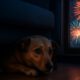 Firework Phobia Solutions for Comforting Your Pets