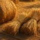 Hay and Straw Cooking: Fresh Recipe Inspirations to Try