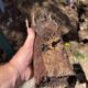 Clay Soil’s Effect on Pipes in Caboolture