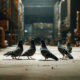 Pigeon Control Services for Effective Bird Management in Sydney
