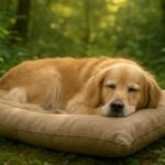 Eco Certifications for Pet Products: Their Importance Explained