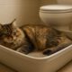 Litter Box Training Tips for Better Cat Care