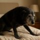 Arthritis Relief for Dogs: Effective Home Remedies & Tips