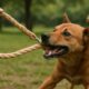 Hemp Leashes for Dogs: Strong, Durable Options Available