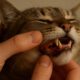 Teeth Brushing Kits for Cats: Key Tips for Oral Care