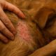 Flea Control: Essential Tips to Prevent Autumn Infestations