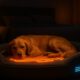 Temperature-Controlled Beds for Pets: The Comfort You Need