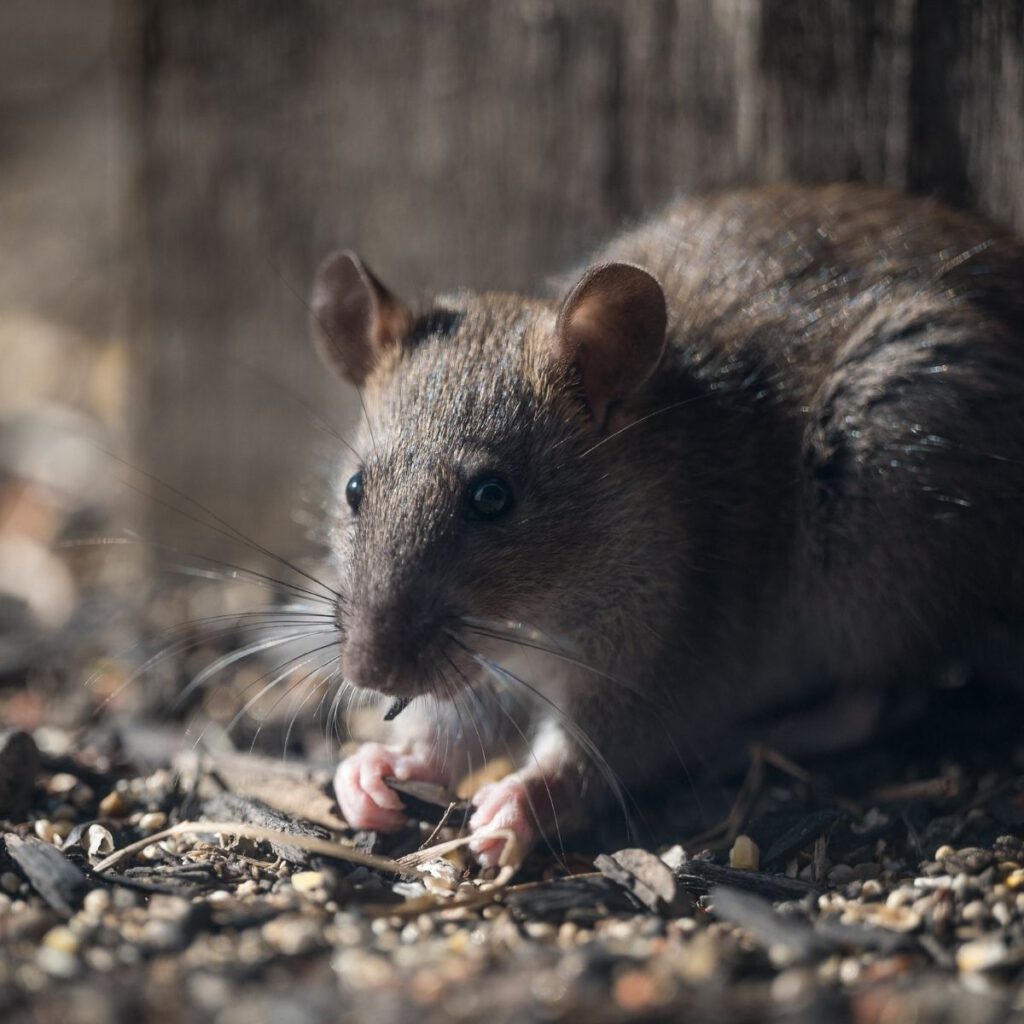 Rodent-Proof Your Home with Essential Tips to Deter Rats