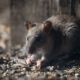 Rodent-Proof Your Home with Essential Tips to Deter Rats