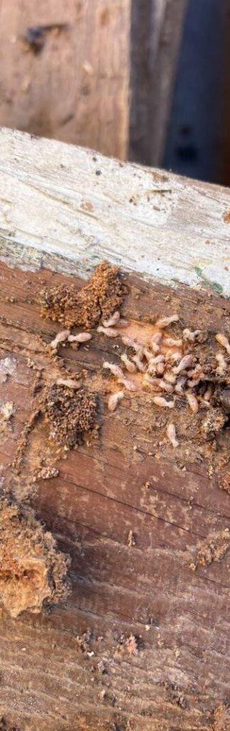 Termite Risk Management for Homes in NSW Explained